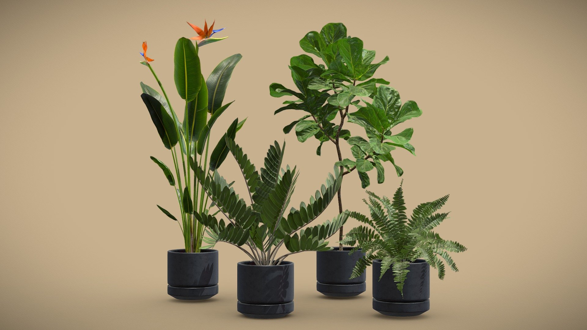 Indoor Plants Pack 35