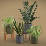 Indoor Plants Pack 36