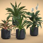 Indoor Plants Pack 37