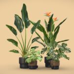 Indoor Plants Pack 39