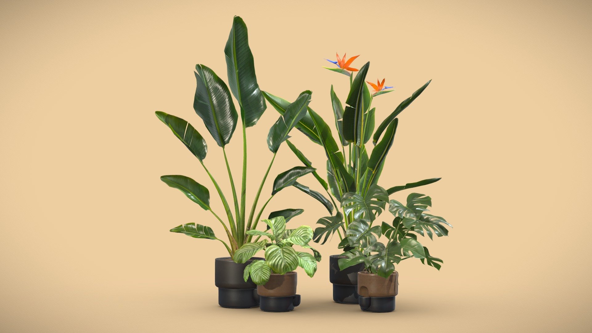 Indoor Plants Pack 39