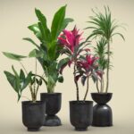 Indoor Plants Pack 40