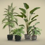 Indoor Plants Pack 42