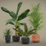 Indoor Plants Pack 43
