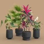 Indoor Plants Pack 44