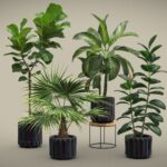 Indoor Plants Pack 45