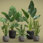 Indoor Plants Pack 46