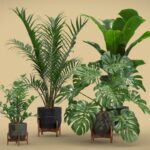 Indoor Plants Pack 48