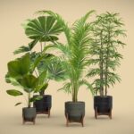 Indoor Plants Pack 49
