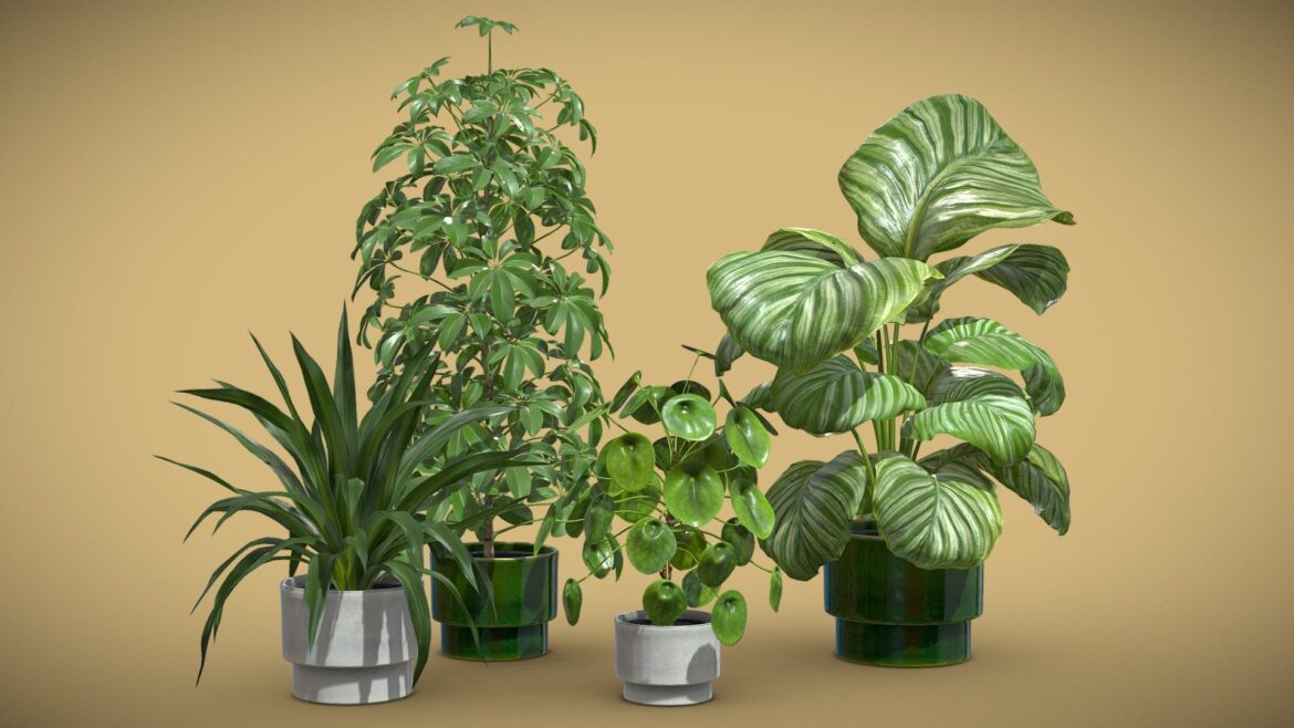 Collection of 50 indoor plant 3D models including Calathea and Pilea.