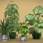 Collection of 50 indoor plant 3D models including Calathea and Pilea.