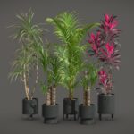 Indoor Plants Pack 51