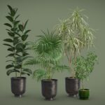 Indoor Plants Pack 52