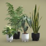Indoor Plants Pack 55
