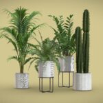 Indoor Plants Pack 56