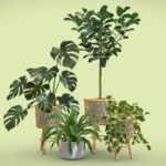 Indoor Plants Pack 57