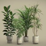 Indoor Plants Pack 60