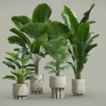 Indoor Plants Pack 61