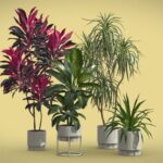 Indoor Plants Pack 62