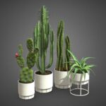 Indoor Plants Pack 63