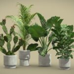 Indoor Plants Pack 64