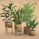 Indoor Plants Pack 65