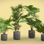 Indoor Plants Pack 66