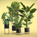 Indoor Plants Pack 67
