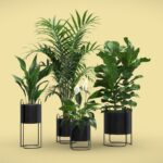Indoor Plants Pack 69