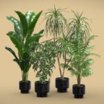Indoor Plants Pack 70