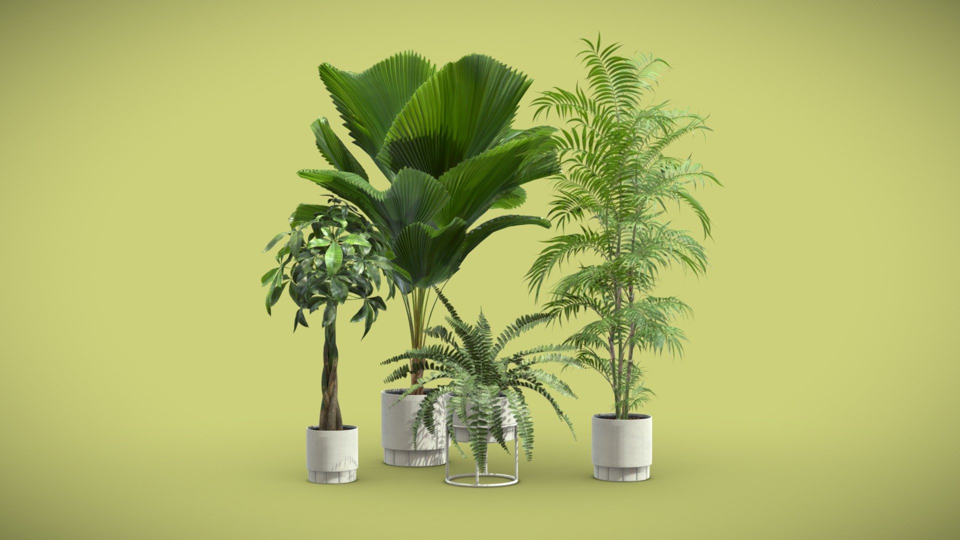 Indoor Plants Pack 71