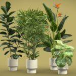 Indoor Plants Pack 72