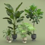 Indoor Plants Pack 73