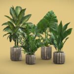 Indoor Plants Pack 74