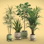 Indoor Plants Pack 75