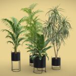 Indoor Plants Pack 77