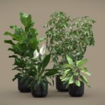 Indoor Plants Pack 78