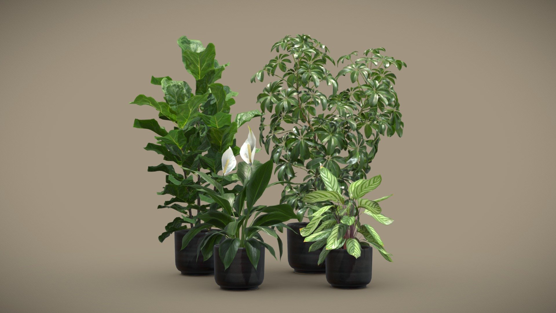 Indoor Plants Pack 78