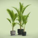 Majesty Palm 02 – Ravenea rivularis