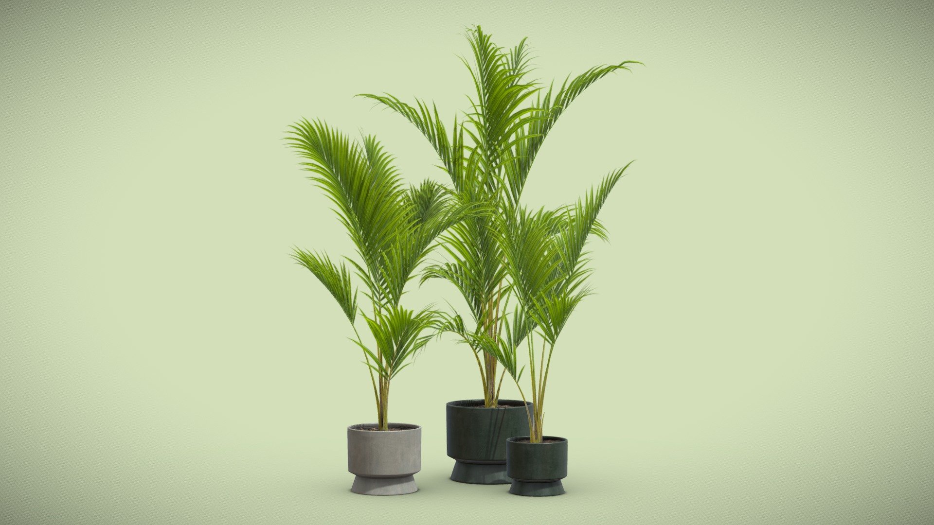 Majesty Palm 02 – Ravenea rivularis