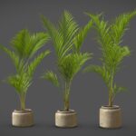 Majesty Palm (Ravenea rivularis)