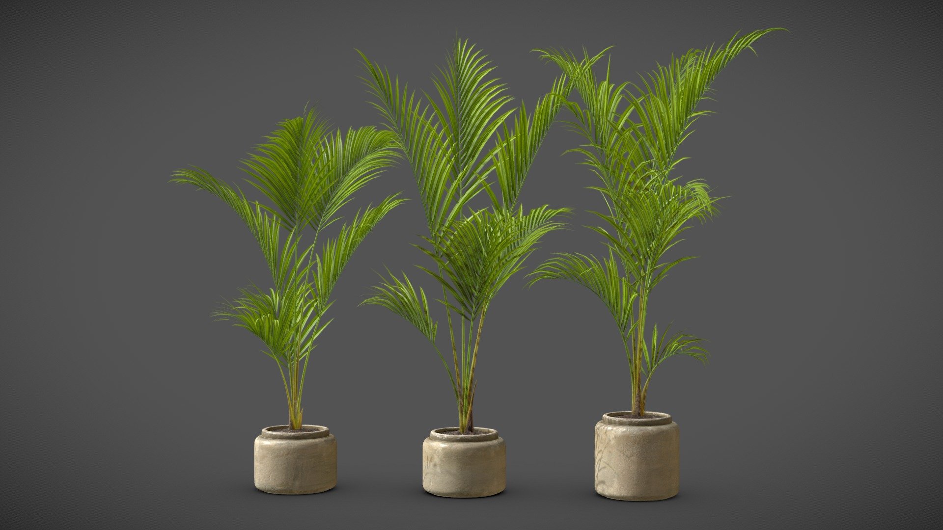 Majesty Palm (Ravenea rivularis)