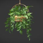 Monstera Adansonii