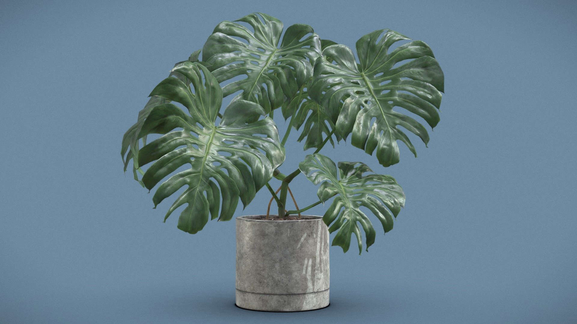 Monstera Deliciosa Plant