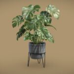 Monstera Deliciosa Pot Stand