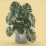 Monstera Deliciosa Swiss Cheese Plant