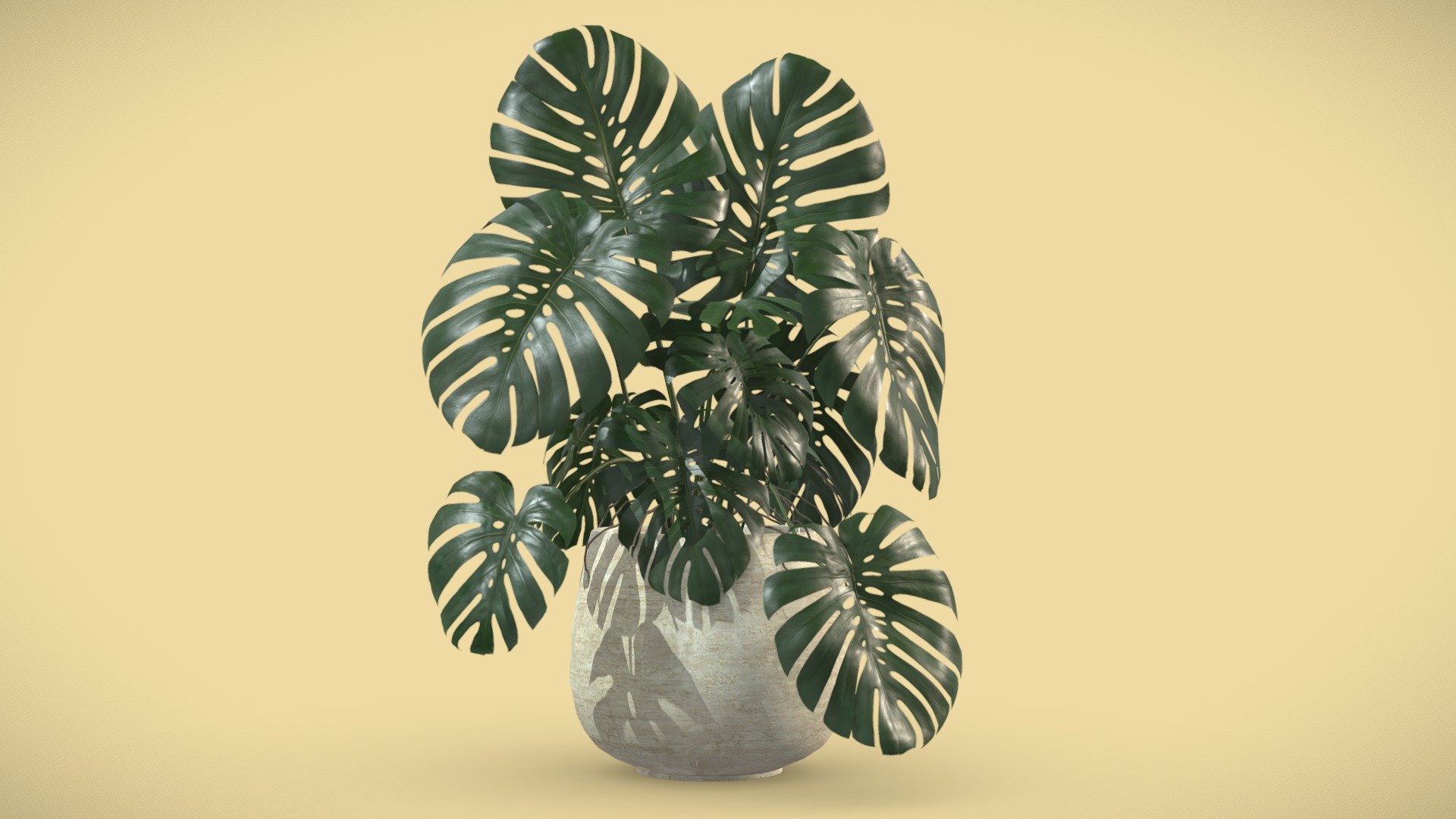 Monstera Deliciosa Swiss Cheese Plant