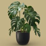 Monstera Deliciosa SwissCheese