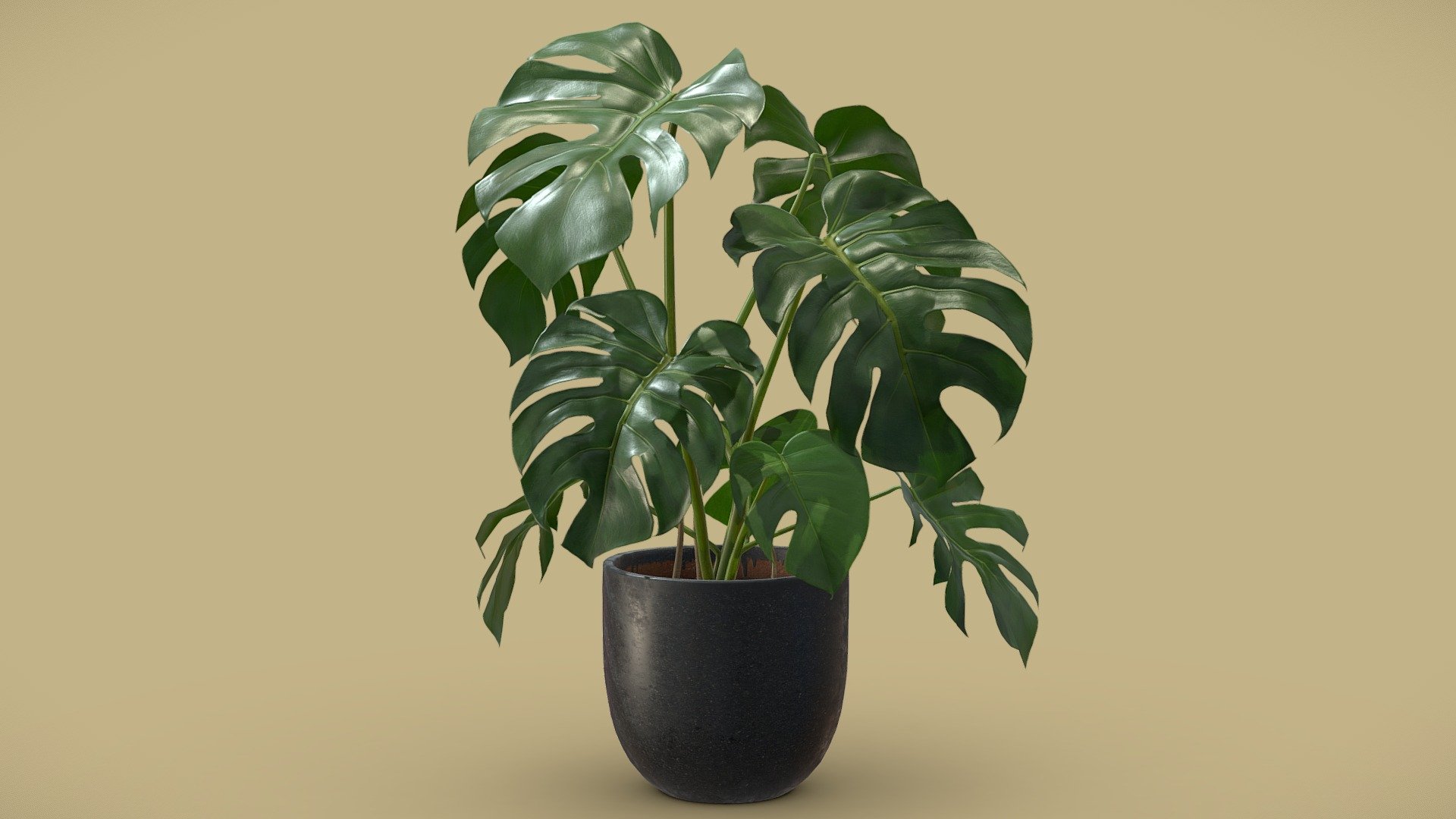 Monstera Deliciosa SwissCheese