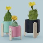 Opuntia Cactus Pack
